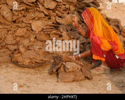 Collecte de fumier au camelfair à Pushkar, Rajasthan, Inde Banque D'Images