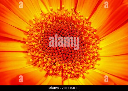 Détail macro d'une fleur jaune vif et orange Banque D'Images