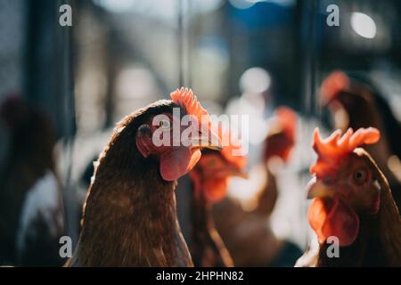 Élevage gratuit de poulets sains dans une ferme biologique Banque D'Images