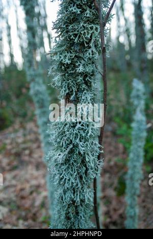 Evernia prunastri lichen bleu verdâtre sur chêne dans les bois en automne Banque D'Images