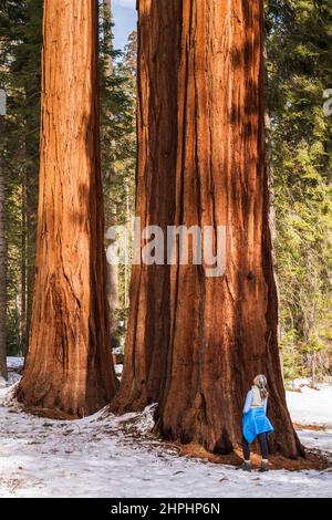 Randonneur sous un séquoia géant dans le Mariposa Grove, parc national de Yosemite, Californie Etats-Unis Banque D'Images