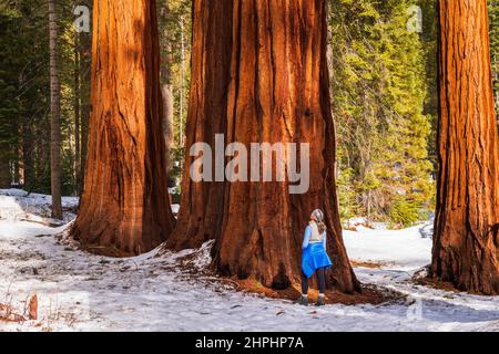 Randonneur sous un séquoia géant dans le Mariposa Grove, parc national de Yosemite, Californie Etats-Unis Banque D'Images