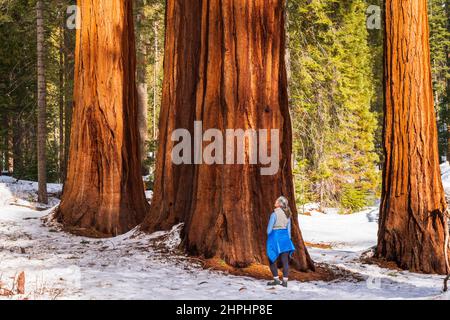 Randonneur sous un séquoia géant dans le Mariposa Grove, parc national de Yosemite, Californie Etats-Unis Banque D'Images