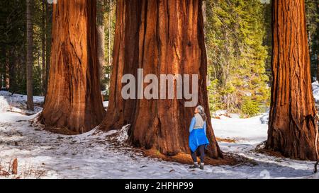 Randonneur sous un séquoia géant dans le Mariposa Grove, parc national de Yosemite, Californie Etats-Unis Banque D'Images