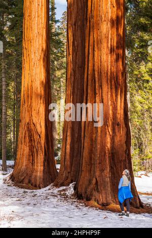 Randonneur sous un séquoia géant dans le Mariposa Grove, parc national de Yosemite, Californie Etats-Unis Banque D'Images