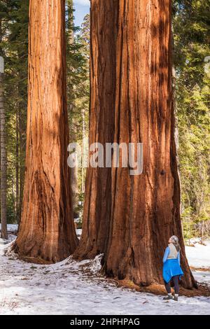 Randonneur sous un séquoia géant dans le Mariposa Grove, parc national de Yosemite, Californie Etats-Unis Banque D'Images