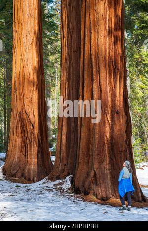 Randonneur sous un séquoia géant dans le Mariposa Grove, parc national de Yosemite, Californie Etats-Unis Banque D'Images