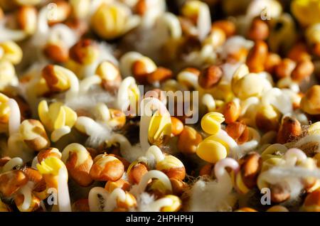 Pousses de radis germant sur sol humus, en plein soleil. Cotylédons de Raphanus sativus, avec de petits poils racinaires, souvent confondus avec de la moisissure. Banque D'Images