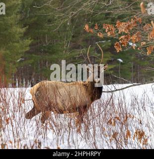 Bull Elk à Clam Lake, Wisconsin. Banque D'Images