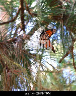 Un papillon Monarch orange et noir est suspendu de lichen délicat au Monarch Grove Sanctuary, Pacific Grove, CA. Banque D'Images