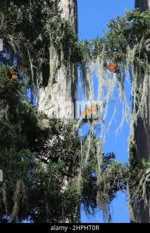 Un groupe de papillons monarques orange et noir volent à travers les arbres contre un ciel bleu au sanctuaire Monarch Grove. Le lichen est suspendu aux branches. Banque D'Images