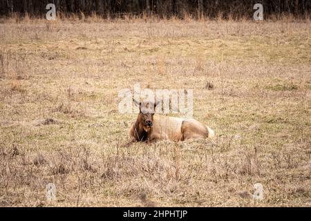 Un troupeau de majestueuses wapitis se trouve dans les prairies de la vallée des Cataloochee, dans les Great Smoky Mountains. Banque D'Images