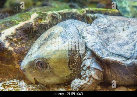 La tortue à tête large (Platysternon megacephalum) est une espèce de la famille des Platysternidae d'Asie du Sud-est et de Chine méridionale. Banque D'Images