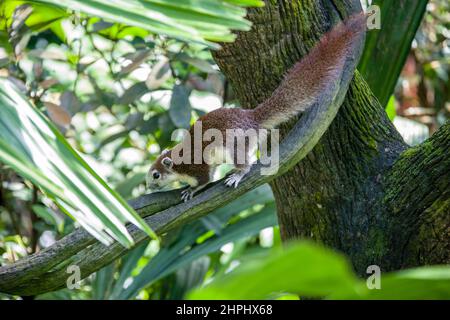 L'écureuil variable (Callosciurus finlaysonii) est une espèce de rongeur de la famille des Sciuridae. On le trouve au Cambodge, au Laos, au Myanmar, en Thaïlande Banque D'Images