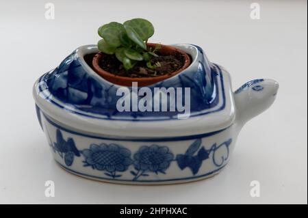 Une plante de tortue commence à pousser dans un petit pot bleu et blanc de tortue. Les feuilles de la plante ressemblent à des coquilles de turthel. Banque D'Images