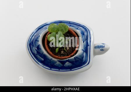En regardant vers le bas sur une chaîne de plantes de tortues commençant à croître dans un petit pot bleu et blanc de tortue. Les feuilles de la plante ressemblent à des coquilles de turthel. Banque D'Images