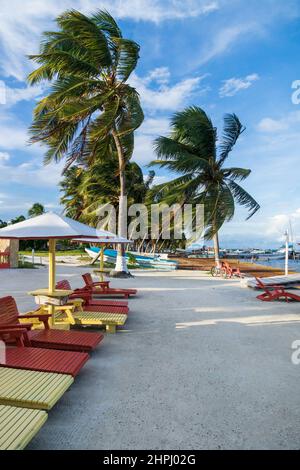 Chaises longues et parasols sur la plage de sable avec palmiers de l'île Caye Caulker, Belize Banque D'Images