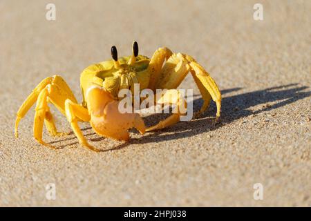 Crabe fantôme doré ou crabe fantôme occidental, Ocypode convexa, sur une plage de sable, Australie occidentale Banque D'Images