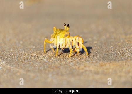 Crabe fantôme doré ou crabe fantôme occidental, Ocypode convexa, sur une plage de sable, Australie occidentale Banque D'Images