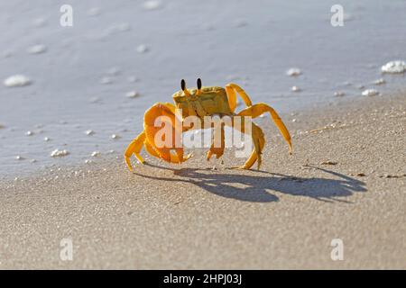 Crabe fantôme doré ou crabe fantôme occidental, Ocypode convexa, sur une plage de sable, Australie occidentale Banque D'Images