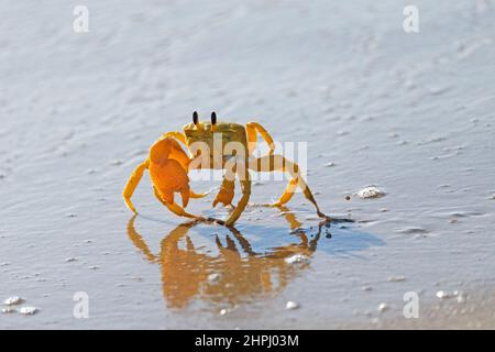 Crabe fantôme doré ou crabe fantôme occidental, Ocypode convexa, dans l'eau sur une plage de sable, Australie occidentale Banque D'Images