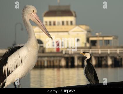 Pelican à St Kilda Pier Melbourne , Australie . Banque D'Images