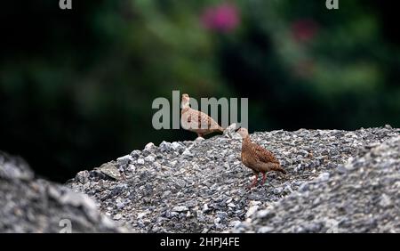 Le francolin gris est une espèce de francolin que l'on trouve dans les plaines et les parties plus sèches du sous-continent indien. On l'appelle aussi la perdrix grise Banque D'Images