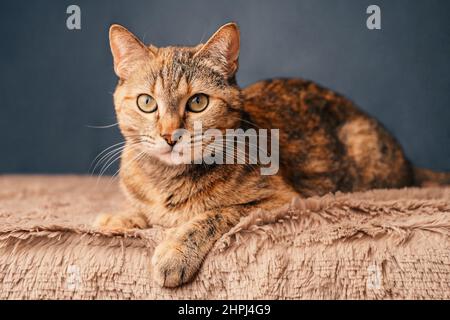 Un chat de tabby au gingembre adulte repose sur une couverture et pose pour l'appareil photo. Banque D'Images