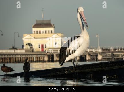 Pelican à St Kilda Pier Melbourne , Australie . Banque D'Images