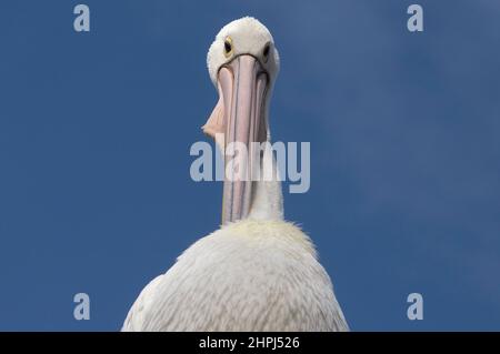 Pelican à St Kilda Pier Melbourne , Australie . Banque D'Images