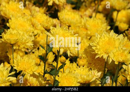 FLEURS DE CHRYSANTHÈME JAUNE ÉGALEMENT CONNUES SOUS LE NOM DE CHRYSANTHS. Banque D'Images