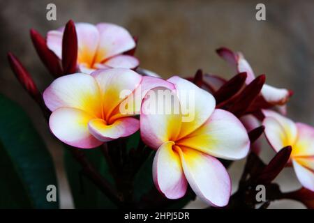 GROS PLAN DES FLEURS DE L'ARBRE FRANGIPANI (PLUMERIA RUBRA TRICOLORE) NOUVELLE-GALLES DU SUD, AUSTRALIE. Banque D'Images