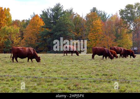 Vaches de Devon rouge pageant sur l'herbe contre un arrière-plan de feuillage d'automne dans le Mid-Hudson Valley de New York. Pâturage élevage de bétail Banque D'Images