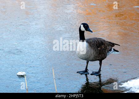 Une bernache du Canada atlantique urbanisée (Branta canadensis canadensis) située sur un lac gelé. Une bernache du canada debout sur une glace avec un espace pour les copies. Banque D'Images