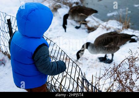 Un enfant qui se tient derrière une petite clôture observe une paire de Bernaches du Canada (Branta canadensis) en train de manger des graines sur un sol recouvert de neige en hiver. Banque D'Images