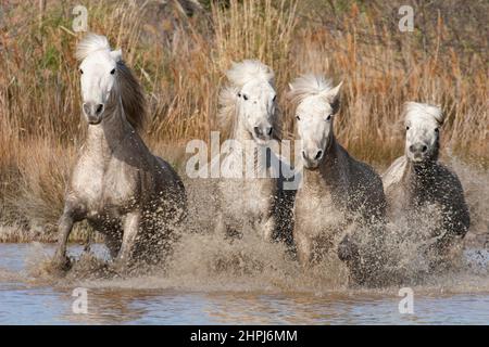 Chevaux de Camargue en action, galopant à travers un marais en Provence, au sud de la France Banque D'Images