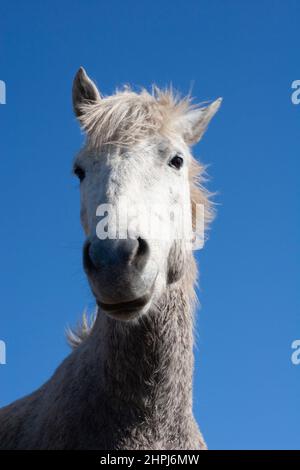Cheval de Camargue, gros plan de la tête du cheval, vue d'en dessous avec ciel bleu clair Banque D'Images
