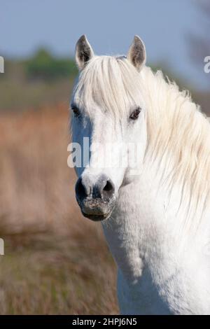 Cheval de Camargue, portrait en gros plan d'un étalon blanc dans le delta de la Camargue en Provence, dans le sud de la France Banque D'Images