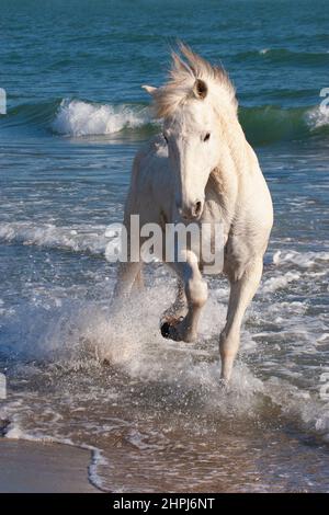 Cheval de Camargue traversant l'eau le long d'une plage sur la mer Méditerranée en Provence Banque D'Images