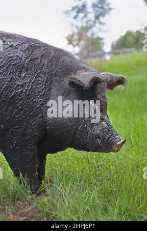 Cochon heureux et libre debout dans l'herbe d'un pâturage extérieur dans un sanctuaire d'animaux, recouvert de boue de l'ouverture dans un trou de boue Banque D'Images