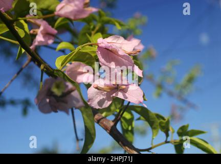BLUSH FLEURS DE BOUGAINVILLIERS ROSES (BRACTÉES). LES BOUGAINVILLIERS SONT DES PLANTES GRIMPANTES VIGOUREUSES. Banque D'Images