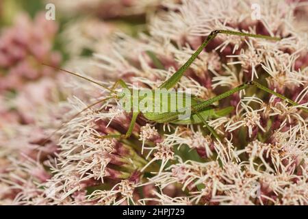 Gros plan sur un Cricket Bush-Cricket vert brillant à faucille, Phaneroptera falcata, se nourrissant sur des fleurs roses de Eupatorium cannabinum dans le champ Banque D'Images