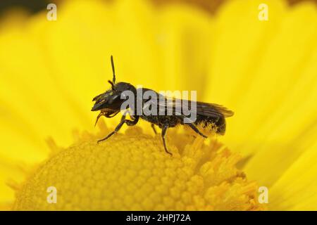 Gros plan sur une abeille femelle de résine à tête large, Heriades truncorum, assise sur une fleur jaune dans le jardin Banque D'Images