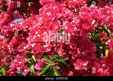 GROS PLAN DES BRACTÉES ROSES DE BOUGAINVILLEA GLABRA AVEC DE PETITS CENTRES DE FLORAISON BLANCS. ÉGALEMENT CONNU SOUS LE NOM DE PAPERFLOWER. AUSTRALIE. Banque D'Images