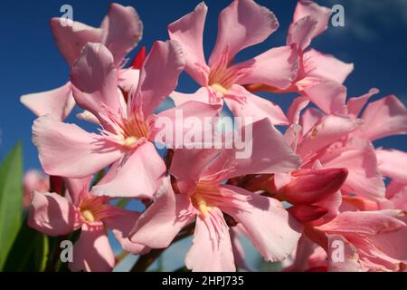 GROS PLAN SUR LES FLEURS ROSES DE LA BAGUE OU DE L'ARBUSTE DE L'OLÉANDE (NERIUM). LE NERIUM CONTIENT PLUSIEURS COMPOSÉS TOXIQUES ET EST CONSIDÉRÉ COMME UNE PLANTE TOXIQUE. Banque D'Images