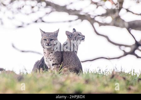 Une mère sauvage de lynx roux (Lynx rufus) et son chaton dans le désert de Californie - le jeune chat est presque assez vieux pour se fend pour lui-même. Banque D'Images