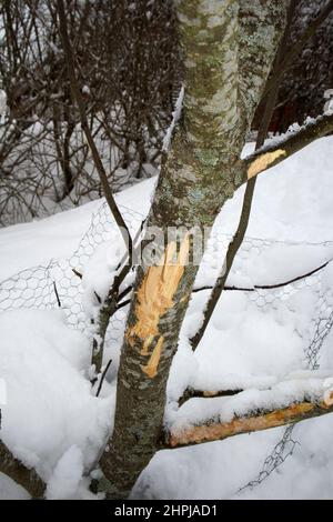 Un jeune pommier en hiver avec l'écorce grignotée par le lapin Banque D'Images