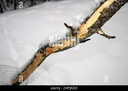 Un jeune pommier en hiver avec l'écorce grignotée par le lapin Banque D'Images