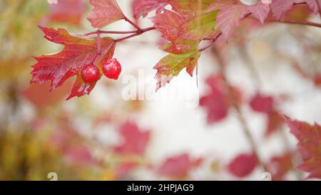 Feuilles de rose de guelder d'automne rouge, feuille de baies de viburnum sauvage dans la forêt pluvieuse ou les bois. Feuilles mouillées en septembre, octobre ou novembre. Feuillage saisonnier dans les bois humides. Petites gouttes d'eau ou gouttelettes d'eau Banque D'Images