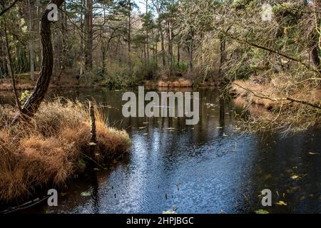 Un étang pittoresque par une belle journée d'hiver, surplombant des arbres avec des reflets dans l'eau. Bystock pools, East Devon Banque D'Images